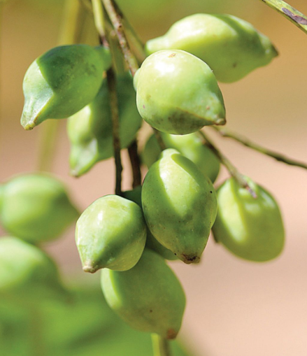 Kakadu Plum